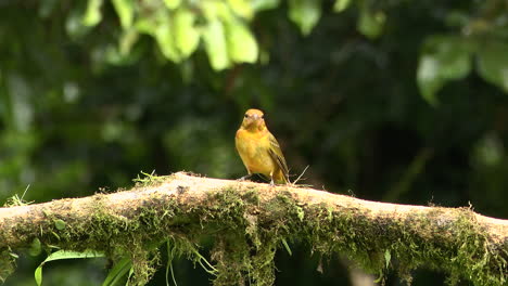 Summer-tanager--perched-on-branch