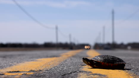 Painted-turtle-crossing-the-road-in-spring-time