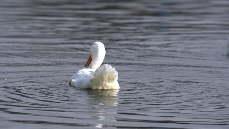 A-white-mallard-duck-fluffing-it-feathers-on-Taudaha-Lake-in-Nepal