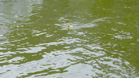 Cute-Yellow-Duckling-Swimming-Coming-Towards-the-Camera-on-a-Lake-in-Slow-motion-120-FPS-4K