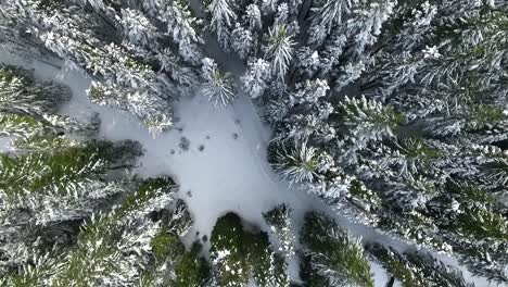 Aerial-rising-above-tall-snow-covered-evergreen-trees-near-a-ski-resort