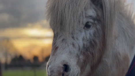 Close-up-with-the-new-cinematic-mode,-about-ponies-on-a-dutch-farm-in-sunset
