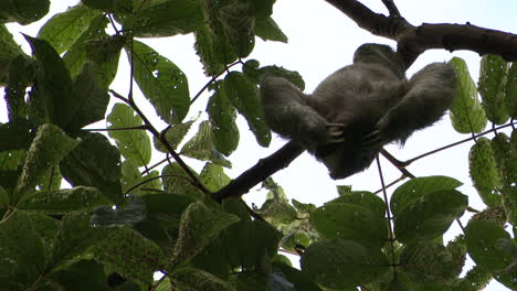 Pale-throated-sloth-or-three-toed-sloth-male,-scratching-his-back-while-hanging-in-tree