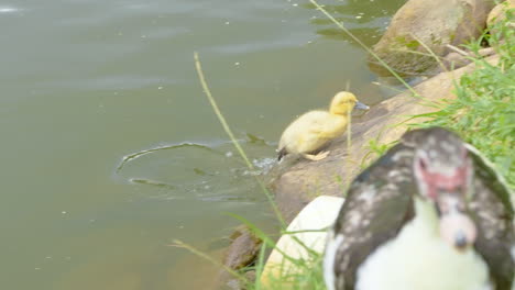 Cute-Yellow-Duckling-Swimming-And-Jumping-on-The-The-Margin-of-a-Lake-in-Slow-motion-120-FPS-4K