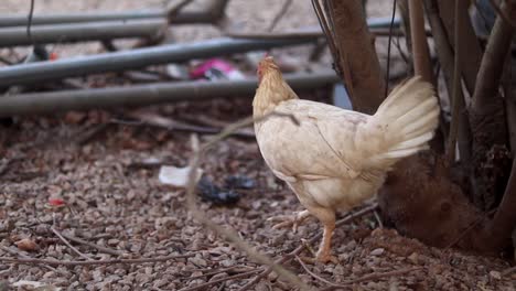 Domesticated-buff-coloured-female-chicken-walks-around-in-a-garden