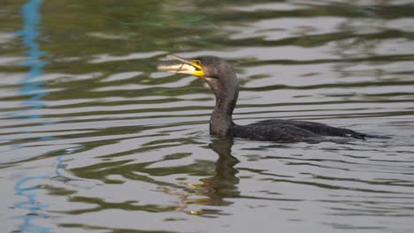 A-cormorant-eating-a-fish-on-Taudaha-Lake-in-Nepal-in-slow-motion