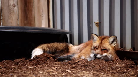 Domesticated-fox-getting-comfortable-in-bed