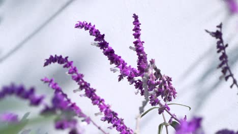 Nahaufnahme-Des-Schönen-Lavendels,-Der-Draußen-Gegen-Eine-Weiße-Wand-Schwankt