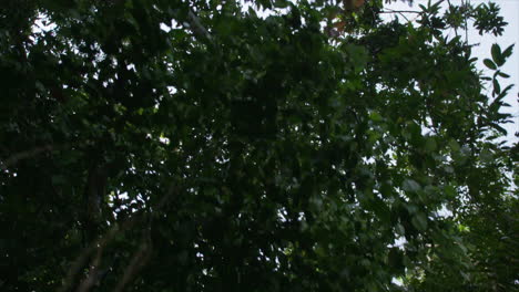 First-person-view-looking-up-in-to-the-Amazonian-jungle-from-a-river-boat-in-the-daytime