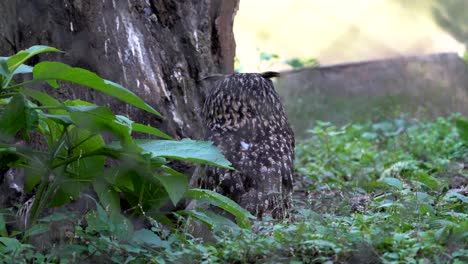 An-eagle-owl-sitting-on-the-ground-beside-a-stump-and-looking-around