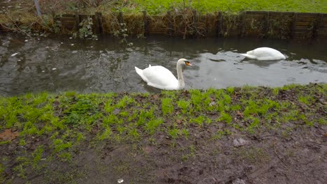 Swans-looking-for-prey-fish-at-river-Little-Ouse-Thetford