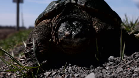 Snapping-turtle-on-side-of-road-in-spring