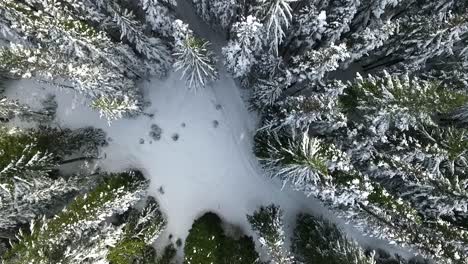Top-down-aerial-lowering-over-snow-covered-trees
