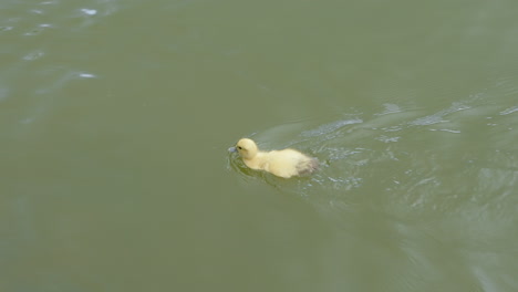 Cute-Yellow-Duckling-Swimming-Close-on-a-Lake-in-Slow-motion-120-FPS-4K