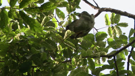 Pale-throated-sloth-or-three-toed-sloth-male,-scratching-his-back-while-hanging-in-tree