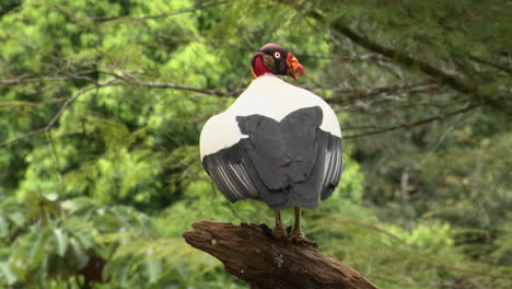 King-vulture--perched-on-tree-stump