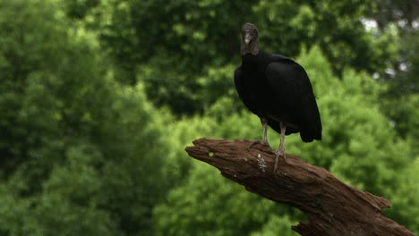 Black-vulture--perched-on-tree-stump