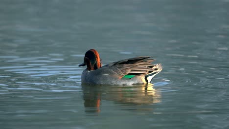 A-green-winged-teal-swimming-around-in-a-lake-in-the-morning-light-while-preening-its-feathers