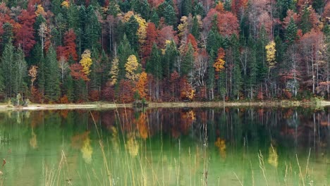 Nahaufnahme-Vom-Schilf-Des-Ferchener-Sees-Mit-Dem-Goldenen-Herbstwald-Im-Hintergrund,-Ganz-In-Der-Nähe-Der-Bayerischen-Stadt-Mittenwald-In-Deutschland