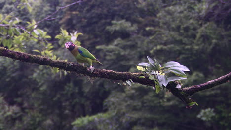 Brown-hooded-parrot--perched-on-branch