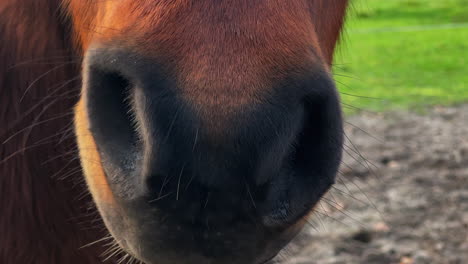 Close-up-shot-of-a-brown-pony's-nose