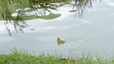 Little-yellow-baby-duckling-swimming-alone-and-pecking-in-the-lake-filmed-in-high-resolution-slow-motion-4k-120fps