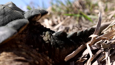 Detailaufnahme-Eines-Schnappschildkrötenschwanzes