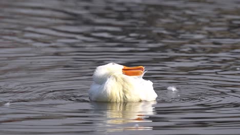A-white-mallard-duck-preening-it-feathers-on-Taudaha-Lake-in-Nepal