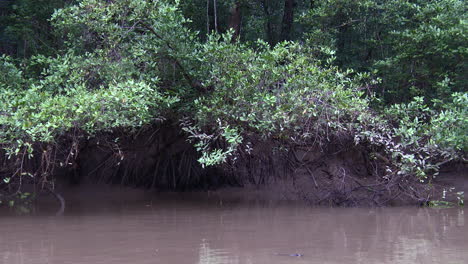 POV-Pan-shot-along-mangrove-forest-of-the-Tarcoles-river-from-a-boat