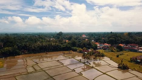 Bali,-Ubud-Spring-2020-in-1080,-60p,-Daytime:
long-reverse-drone-flight-over-the-rice-fields-of-Ubud-on-Bali-in-Indonesia