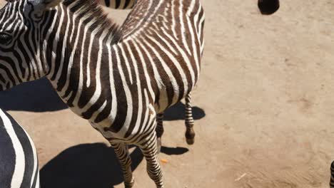 herd-of-zebras-in-the-savannah-in-captivity