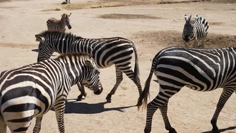 zebra-herd-walking-in-africa