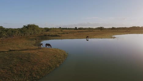 Wildpferde-An-Den-Ufern-Der-Lagune-Von-Altagracia,-Higuey-In-Der-Dominikanischen-Republik