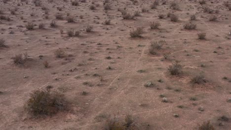 Un-Coyote-Solitario-Trotando-En-El-Hábitat-Del-Desierto-De-Mojave-En-Busca-De-Comida---Vista-Aérea