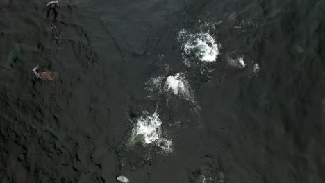 Irish-Grey-Seals-Swimming-in-Atlantic-Ocean---Aerial-Overhead-View