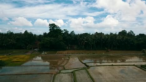 Bali,-Ubud-Spring-2020-in-1080,-60p,-Daytime:
long-drone-flight-over-the-rice-fields-of-Ubud-on-Bali