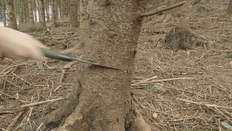 Hand-with-folding-saw-cuts-down-mature-tree-in-dry-northern-forest