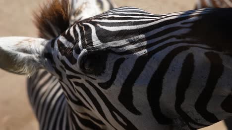 zebra-head-chewing-on-savanna-with-black-and-white-stripes