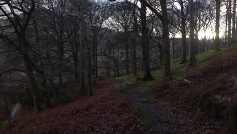 A-walk-through-the-woodland-of-Wales-in-the-winter