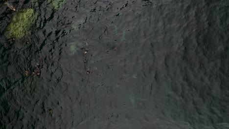 Irish-Grey-Seals-Swimming-on-Atlantic-Ocean-Coast-of-Ireland---Aerial