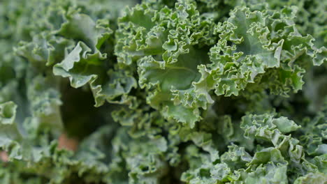 Fresh-organic-kale-leaves.-Close-up