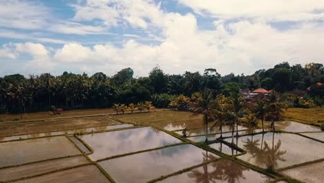 Bali,-Ubud-Spring-2020-in-1080,-60p,-Daytime:
slow-reverse-drone-flight-over-the-rice-fields-of-Ubud-on-Bali-in-Indonesia