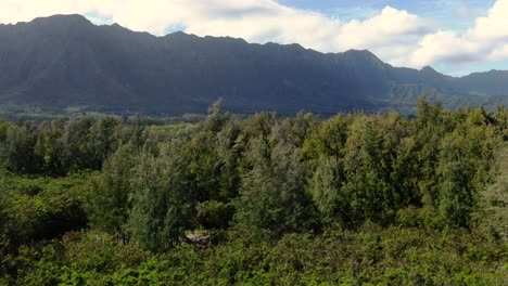 Drone-Volando-Sobre-Los-árboles-Del-Bosque-Hawaiano-Hacia-La-Cordillera-Del-Este-De-Oahu