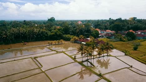 Bali,-Ubud-Spring-2020-in-1080,-60p,-Daytime:
slow-drone-flight-over-the-rice-fields-of-ubud-on-bali