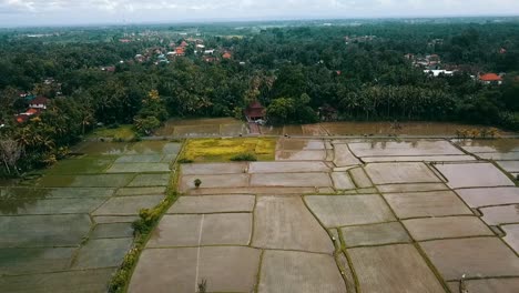 Bali,-Ubud-Spring-2020-in-1080,-60p,-Daytime:-slowly-down-drone-and-forward-flight-over-the-rice-fields-of-Ubud-on-Bali-in-Indonesia