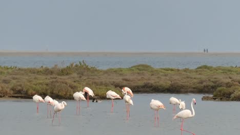 Flamingos-Und-Andere-Wasservögel-Im-Ebrodelta