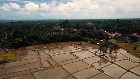 Bali,-Ubud-Spring-2020-in-1080,-60p,-Daytime:
slow-drone-flight-over-the-rice-fields-of-Ubud-on-Bali-in-Indonesia