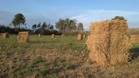 Dry-Alfalfa-Hay-Bale-stacks-placed-in-the-field,-sunny-blue-sky