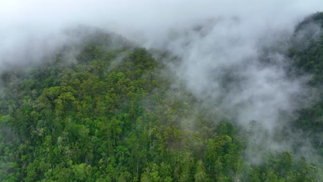Ein-Leichter-Nebel,-Der-über-Einen-üppigen-Prähistorischen-Regenwald-Am-Bunya-Mountain-In-Queensland,-Australien,-Treibt