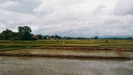 Bali,-Ubud-Frühjahr-2020-In-1080,-60p,-Tag:-Langsame-Drohnen-Schweben-über-Reisfeldern-In-Ubud-Auf-Bali